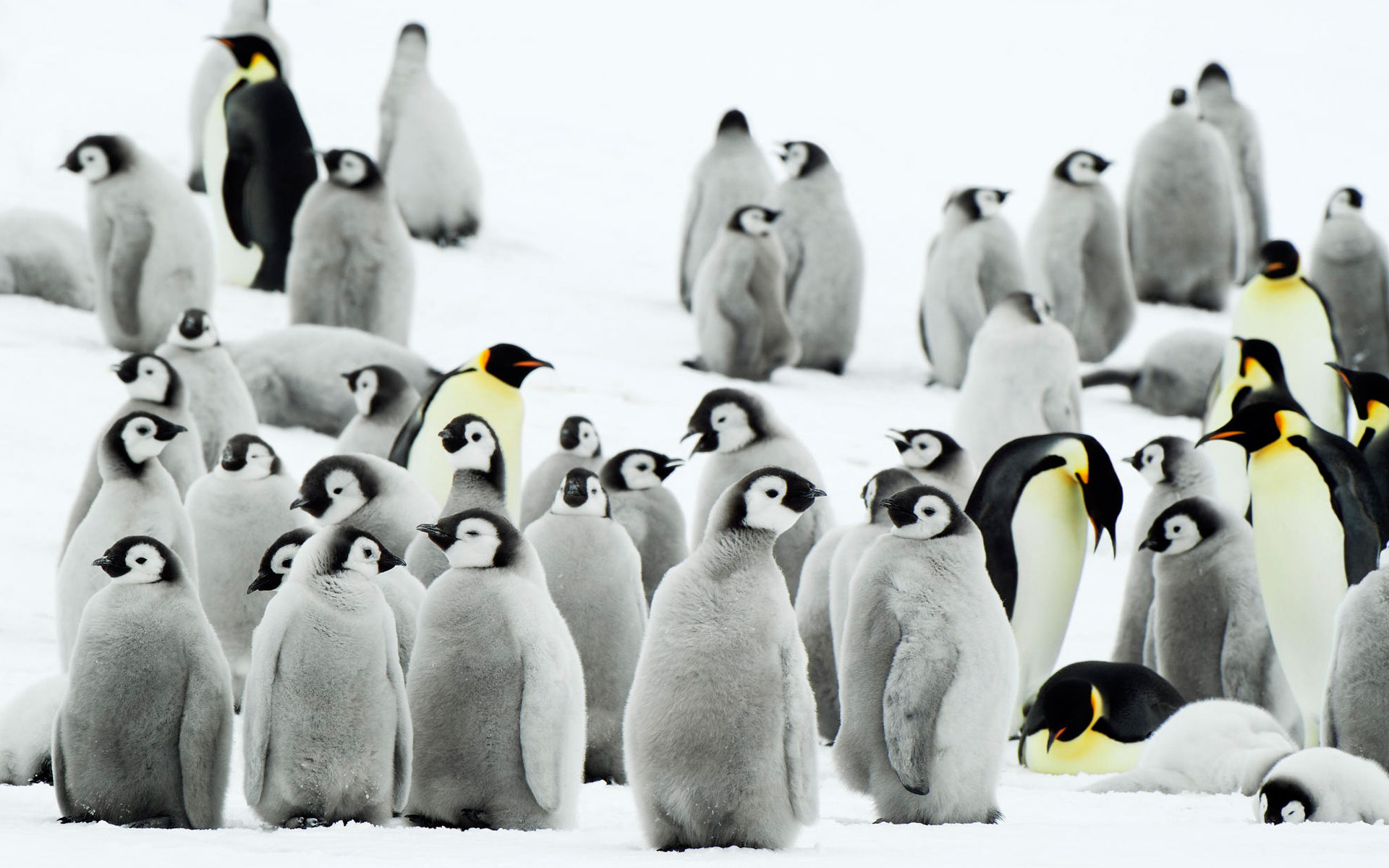 Antarctica Penguins9180310991